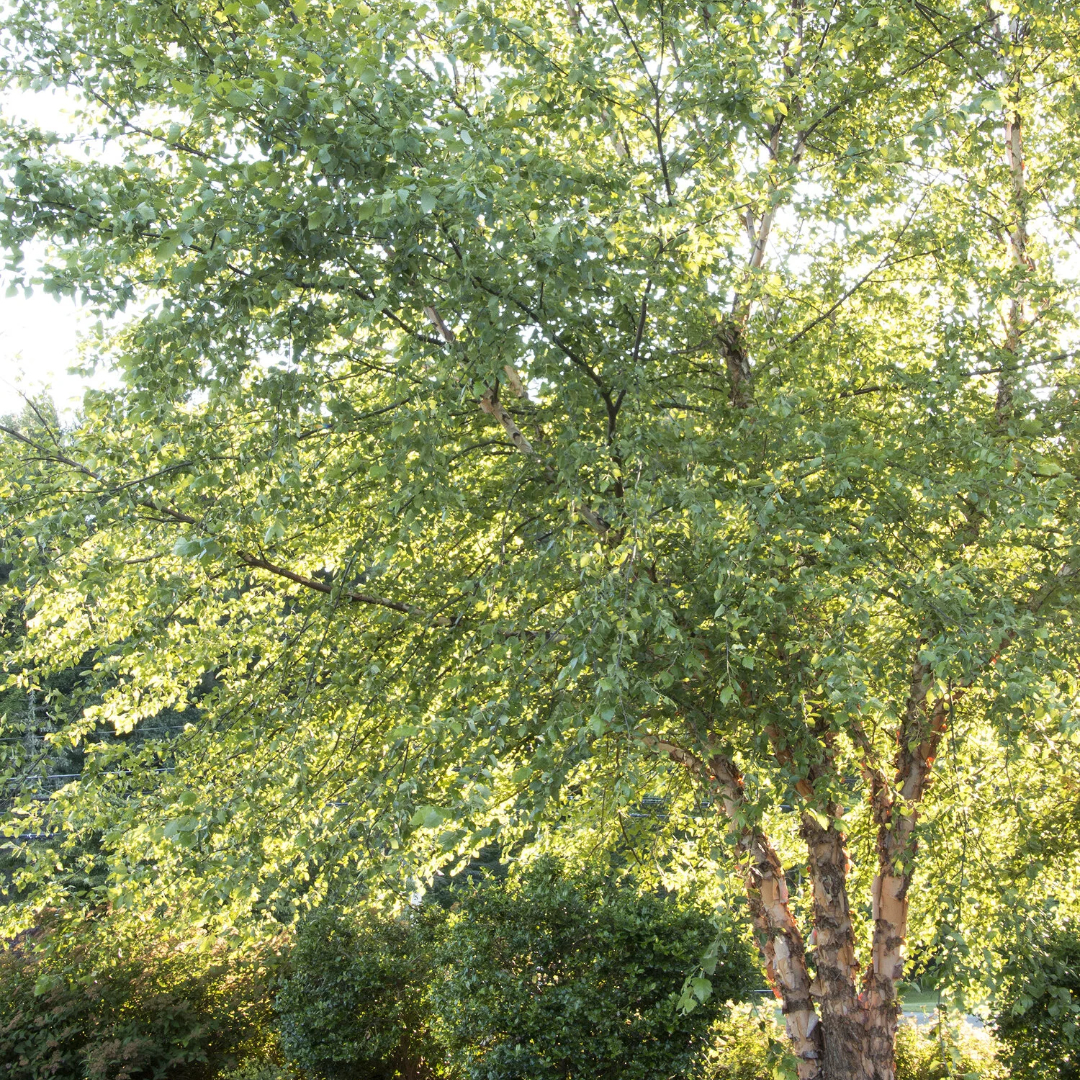 River Birch Heritage®