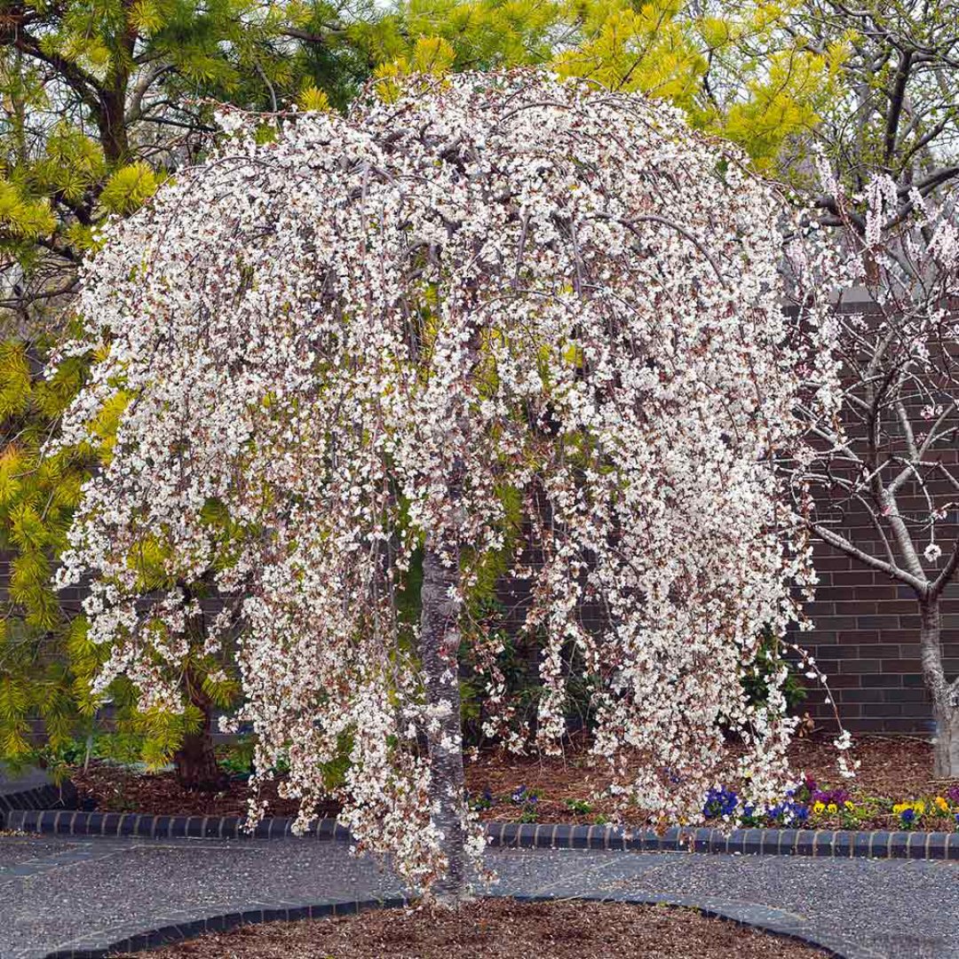 Prunus 'Snow Fountains'