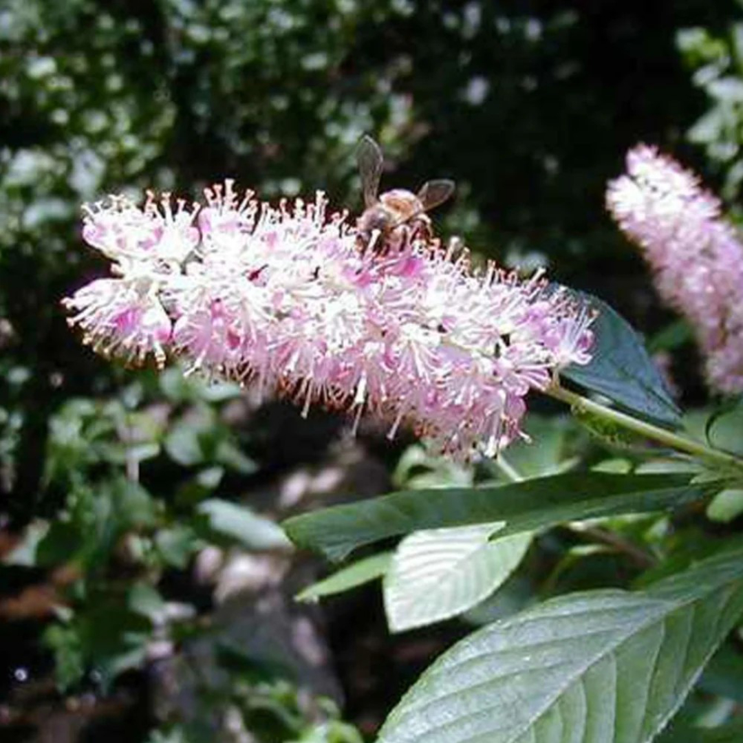 Clethra 'Ruby Spice'