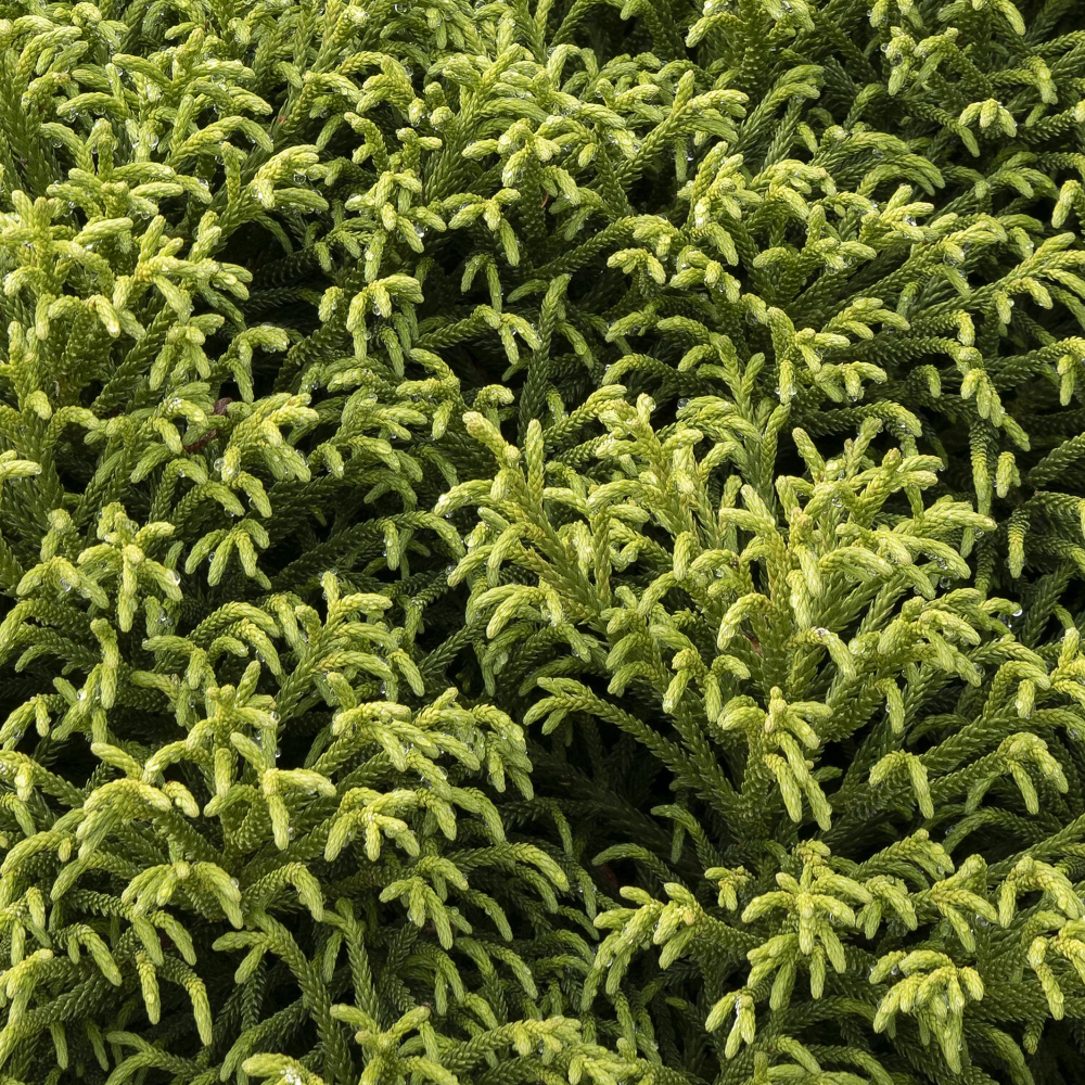 Cryptomeria 'Globosa Nana'