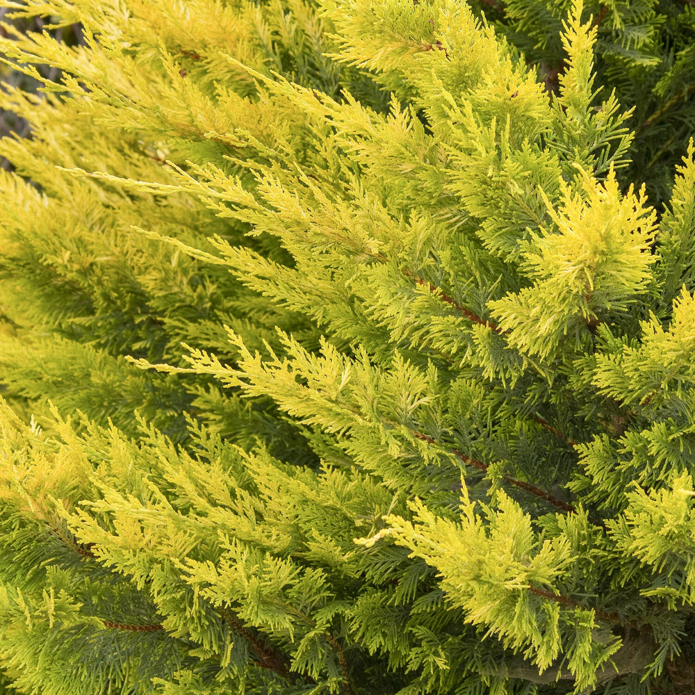 Leyland 'Gold Rider' Cypress