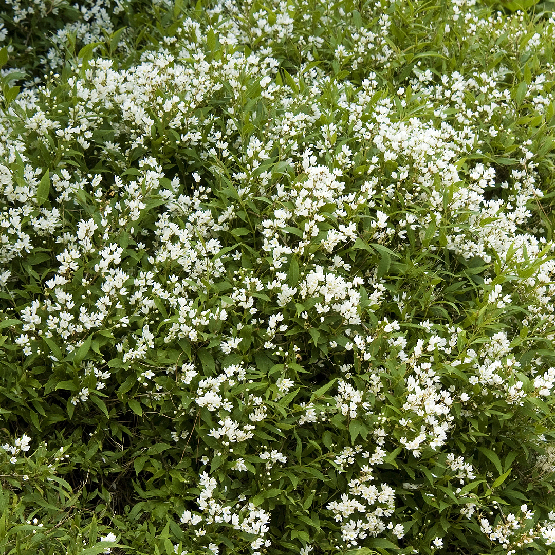 Deutzia 'Nikko'