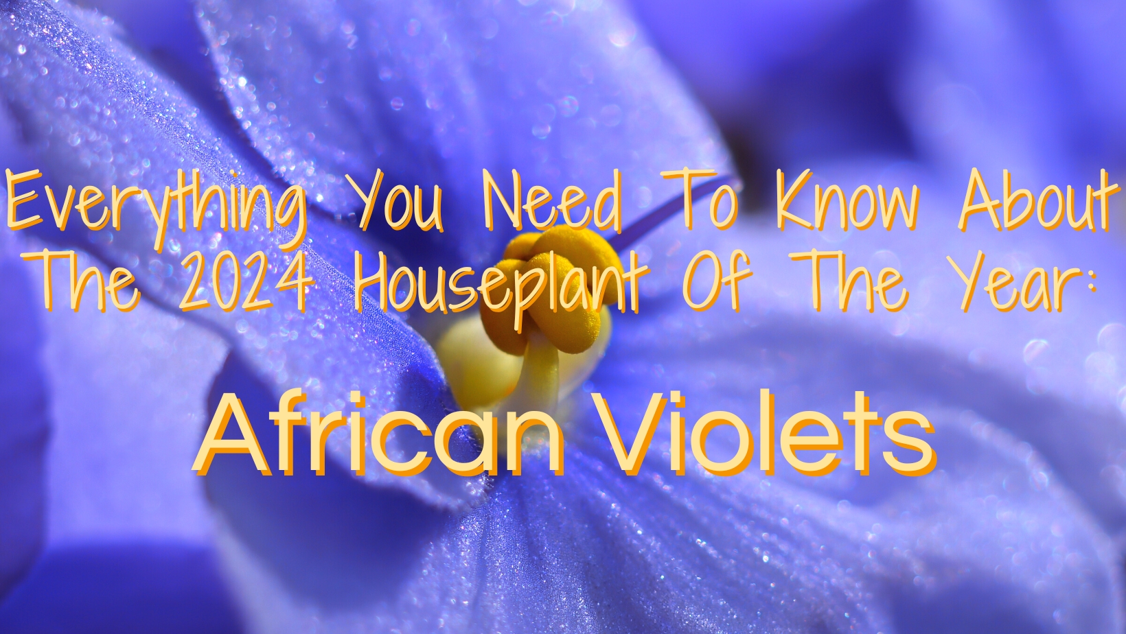 Everything You Need To Know About The 2024 Houseplant Of The Year: African Violets