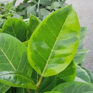 Ficus altissima ‘Golden Gem’