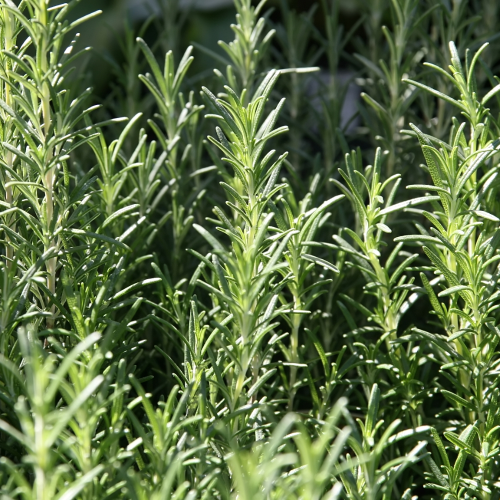 Rosemary 'Arp'