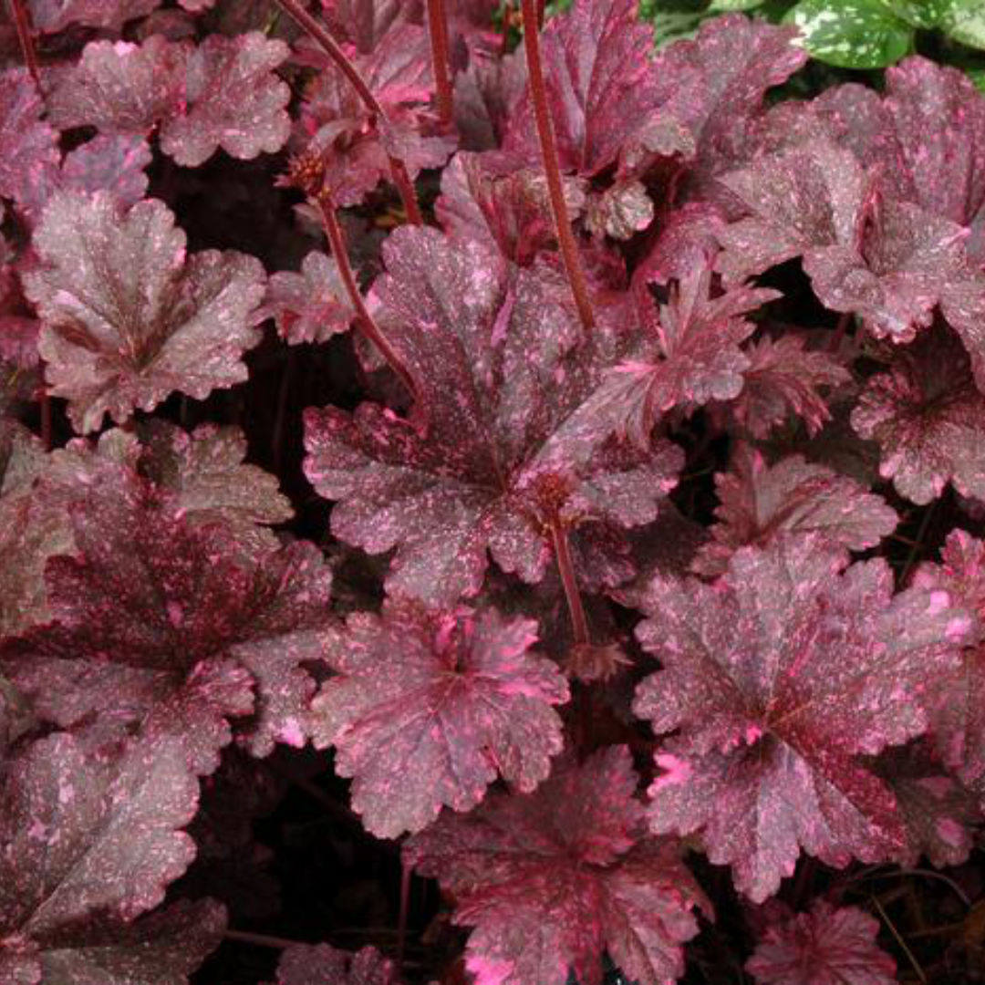 Heuchera 'Midnight Rose'