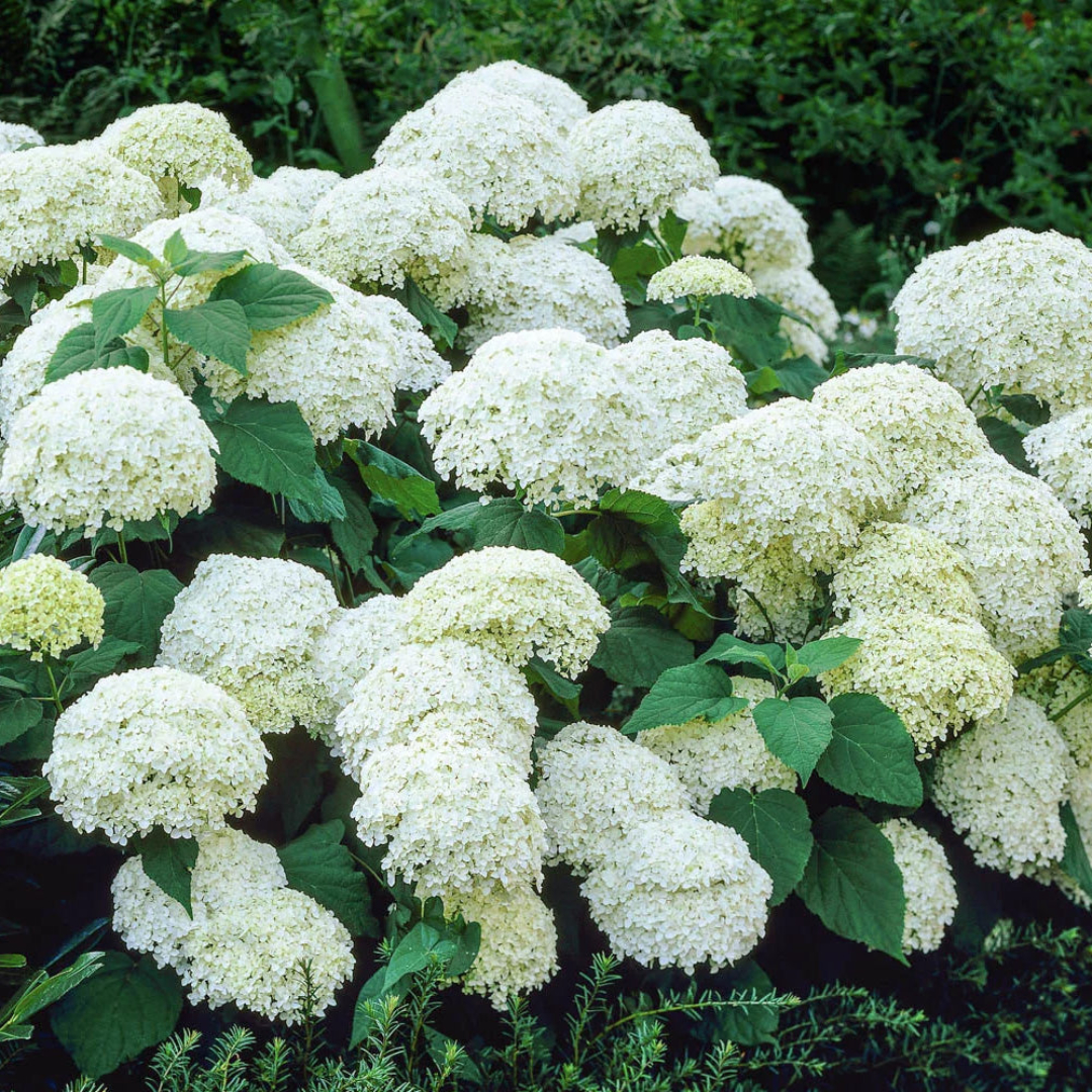 Hydrangea 'Annabelle'