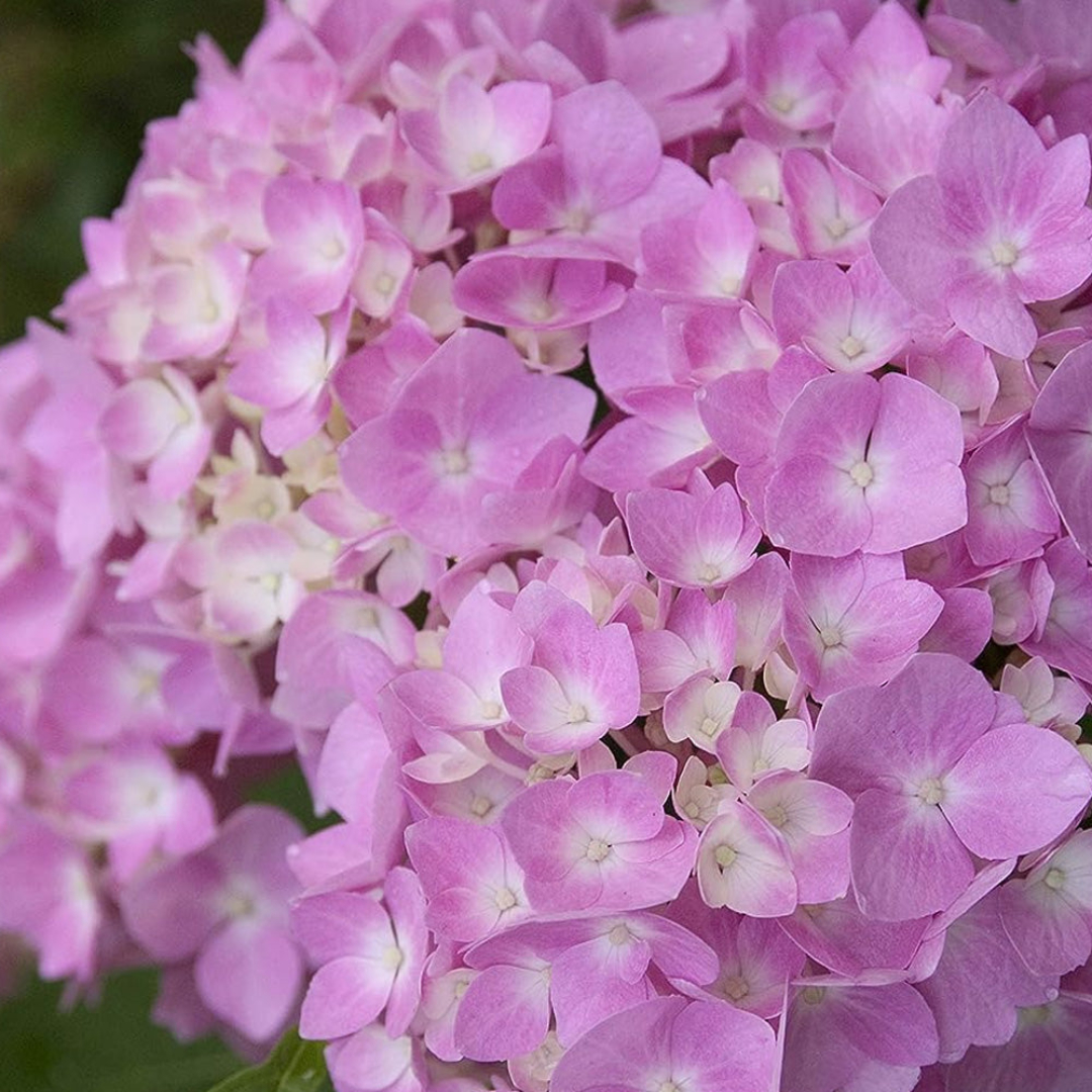 Hydrangea 'Endless Summer'