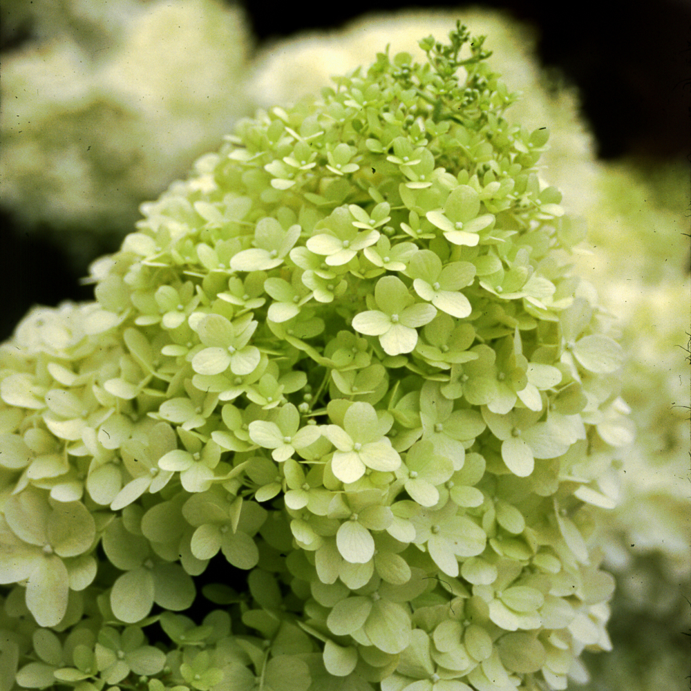 Hydrangea 'Limelight'