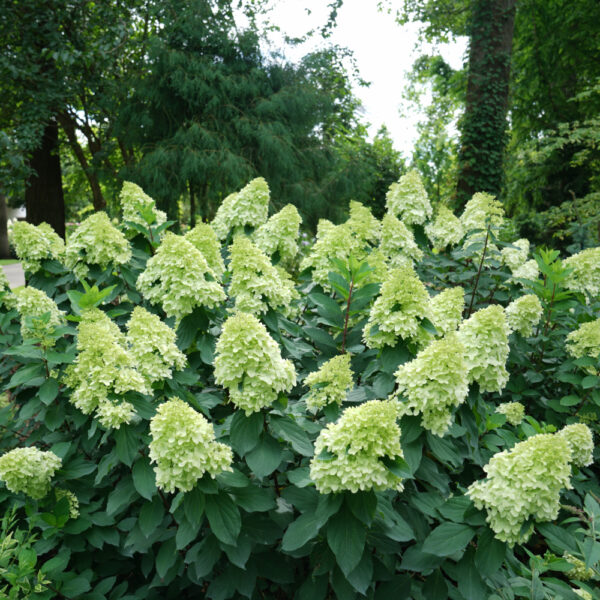Hydrangea P Limelight Prime