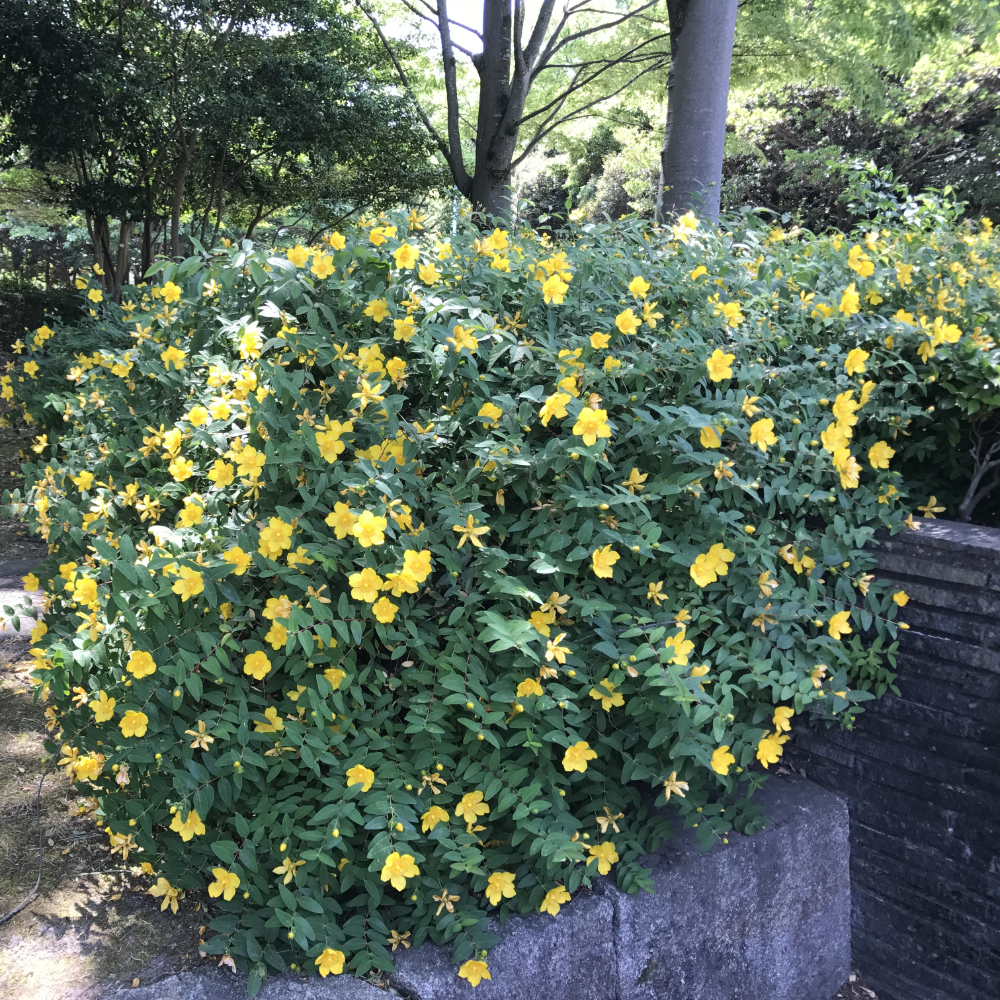 Hypericum calycinum