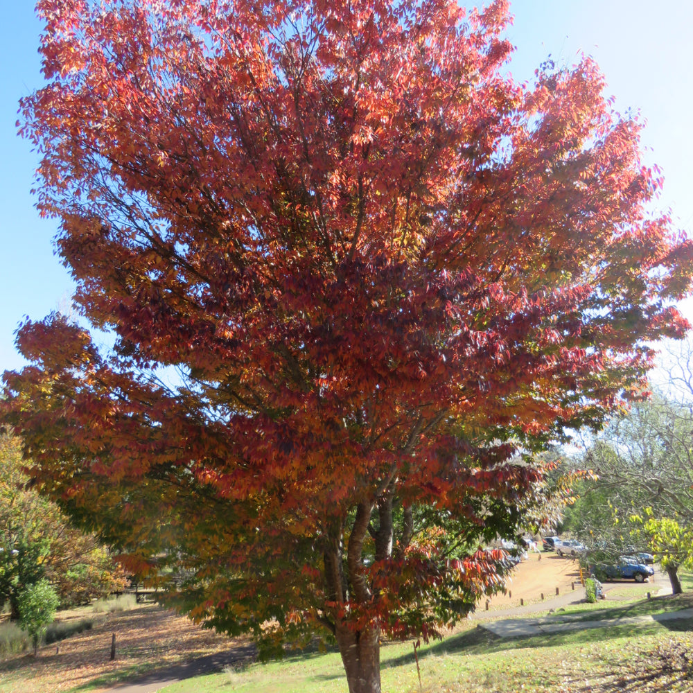 Maple 'Sun Valley'