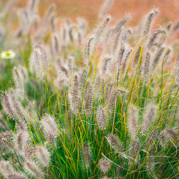 Grasses