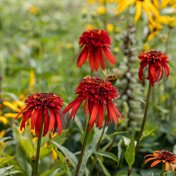 Perennials