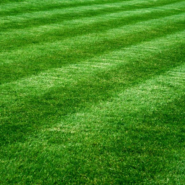 Lawn