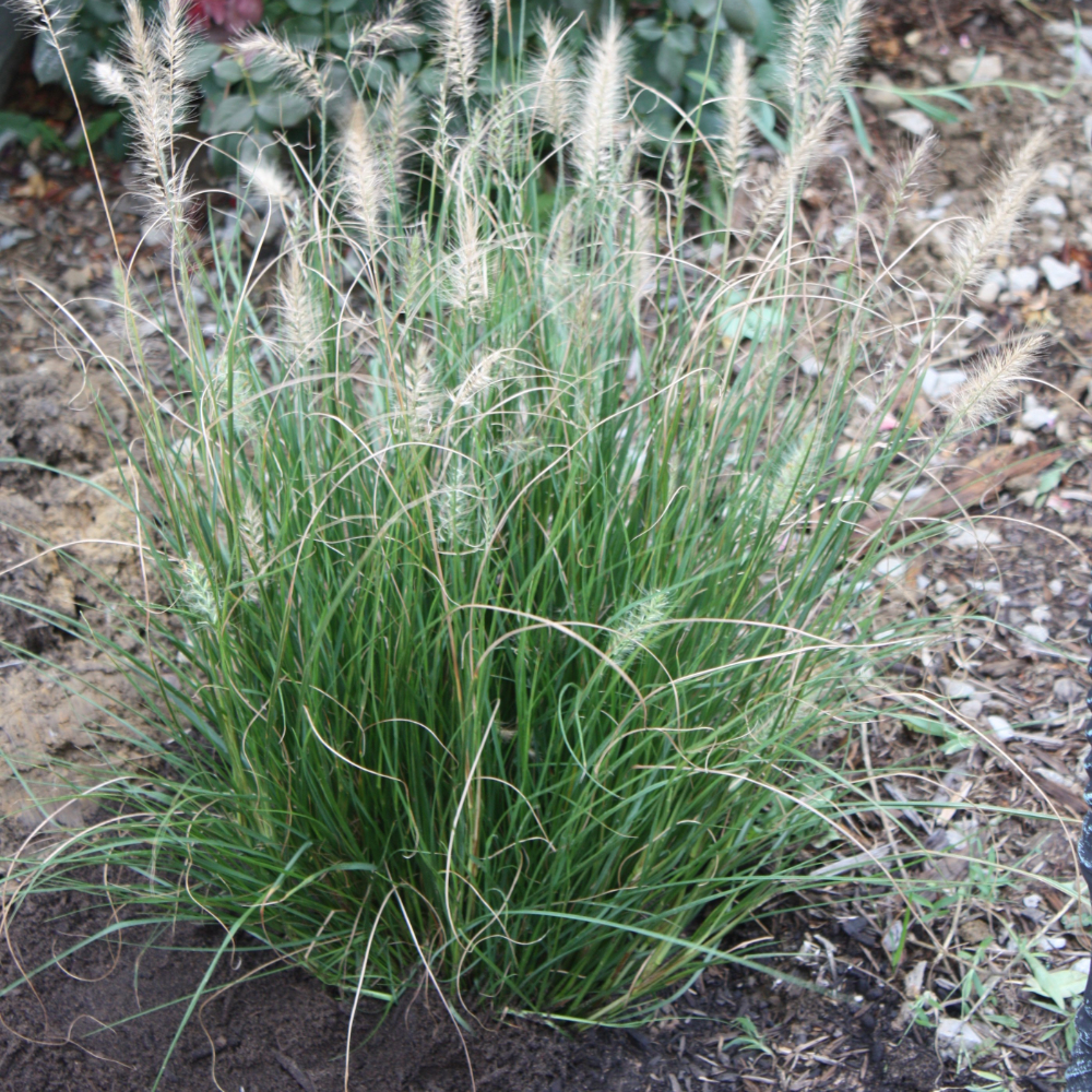 Cassian Fountain Grass