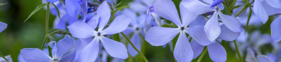 Phlox divaricata ‘Blue Moon’