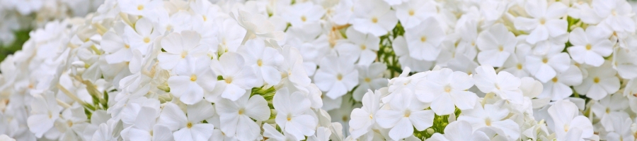 Phlox paniculata