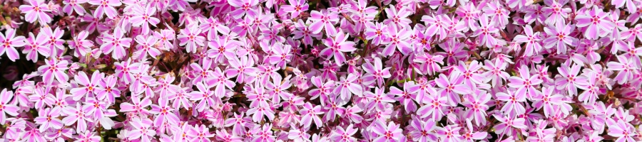 Phlox subulata ‘Candy Stripe’