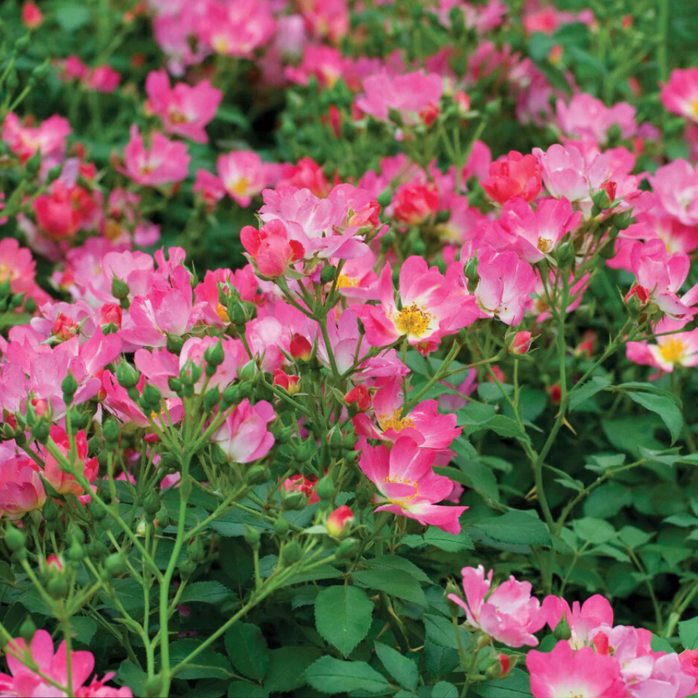 Pink Drift® Groundcover Rose