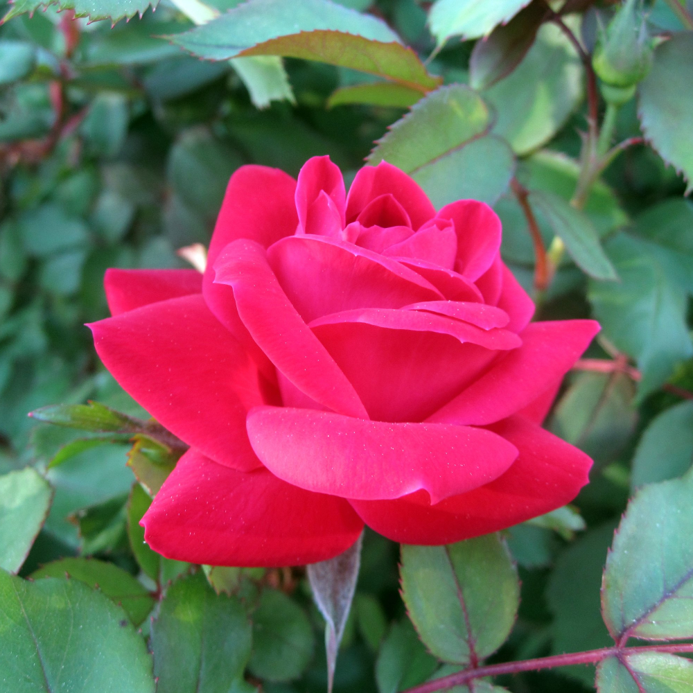 Knock Out® Red Rose