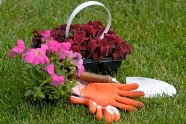Incorporate Annuals