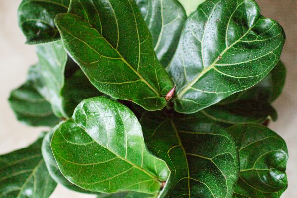 Fiddle Leaf Fig
